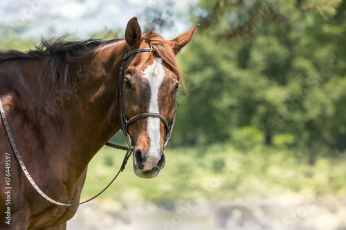 brown and white horse 
