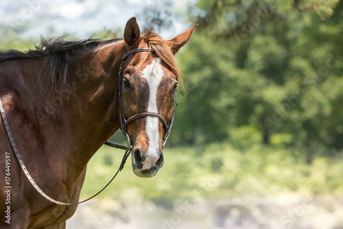 brown and white horse  © Kathleen