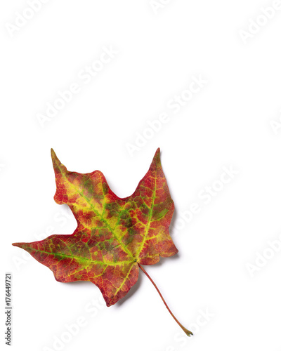 Brilliant fall colors on an autumn maple tree leaf isolated on white background