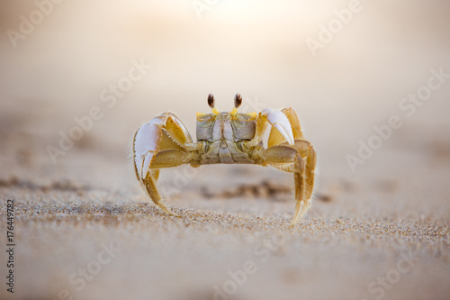cute sand crab