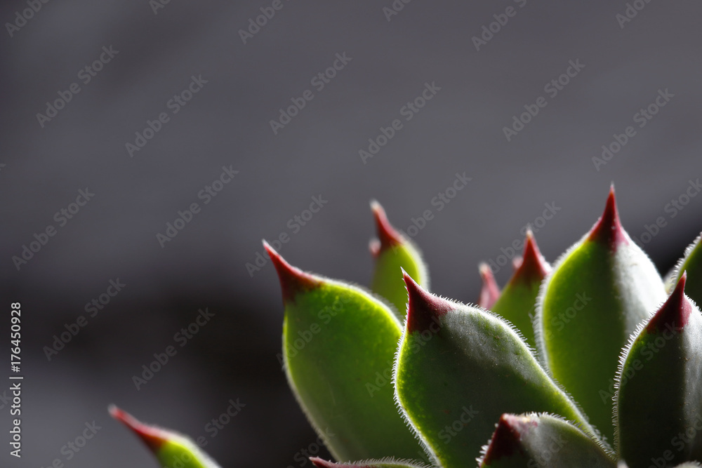 Detalles de hoja de siempreviva (sempervivum calcareum) Detalles de hoja de siempreviva (sempervivum calcareum)