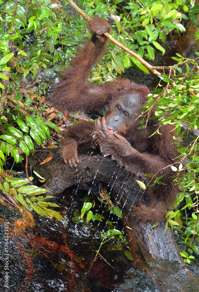 Obraz premium Orangutan drinking water from the river in the jungle. Central Bornean orangutan ( Pongo pygmaeus wurmbii ) in the wild nature, natural habitat. Tropical Rainforest of Borneo. Indonesia