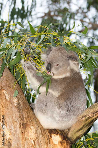 Koala looking into camera vert.