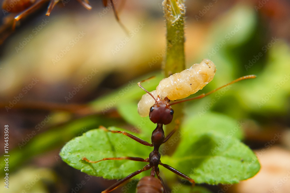 Fire Ants Teamworks Carry Maggots To The Nest, Selective Focus Fire Ants Teamworks Carry Maggots To The Nest, Selective Focus