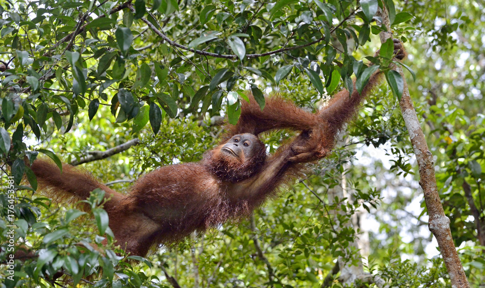 Obraz premium Bornean orangutan on the tree under rain in the wild nature. Central Bornean orangutan ( Pongo pygmaeus wurmbii ) on the tree in natural habitat. Tropical Rainforest of Borneo.Indonesia
