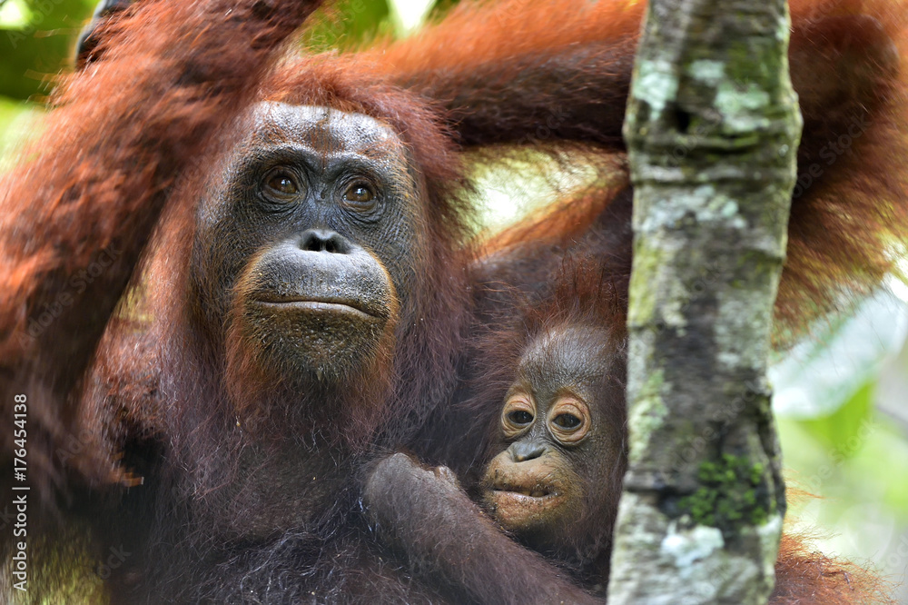 Mother orangutan and cub in a natural habitat. Bornean orangutan (Pongo  pygmaeus wurmmbii) in the wild nature. Rainforest of Island Borneo. Indonesia.