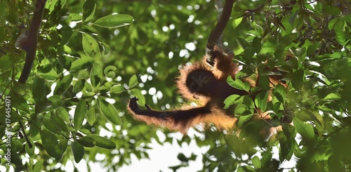 A silhouette of a baby orangutan in green krone of trees. Central Bornean orangutan ( Pongo pygmaeus wurmbii ) on the tree  in natural habitat. Tropical Rainforest of Borneo.Indonesia © Uryadnikov Sergey