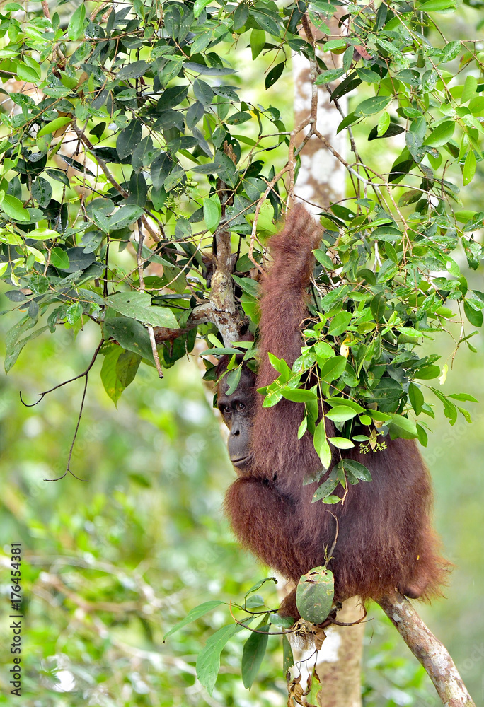 Obraz premium Bornean orangutan on the tree under rain in the wild nature. Central Bornean orangutan ( Pongo pygmaeus wurmbii ) on the tree in natural habitat. Tropical Rainforest of Borneo.Indonesia