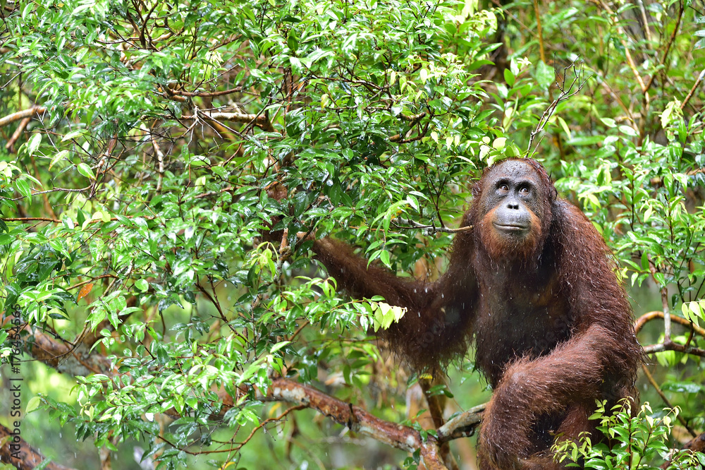 Obraz premium Bornean orangutan on the tree under rain in the wild nature. Central Bornean orangutan ( Pongo pygmaeus wurmbii ) on the tree in natural habitat. Tropical Rainforest of Borneo.Indonesia