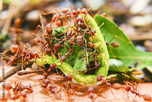 Fire Ants Teamworks Carry Caterpillars To The Nest, Selective Focus