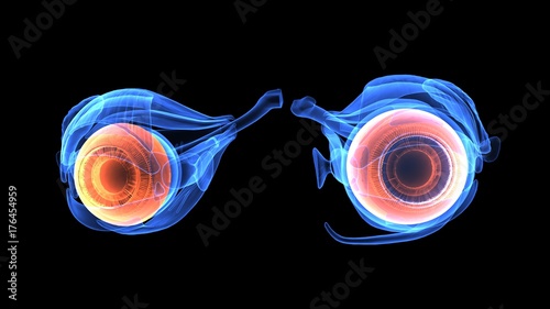 3d illustration of human body eye anatomy