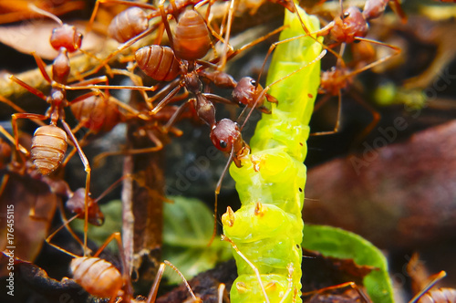 Fire Ants Teamworks Carry Caterpillars To The Nest, Selective Focus photo