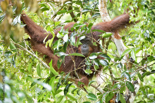 Bornean orangutan  on the tree under rain in the wild nature. Central Bornean orangutan ( Pongo pygmaeus wurmbii ) on the tree  in natural habitat. Tropical Rainforest of Borneo.Indonesia © Uryadnikov Sergey