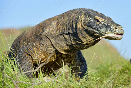 Komodo dragon ( Varanus komodoensis ) with the  forked tongue sn
