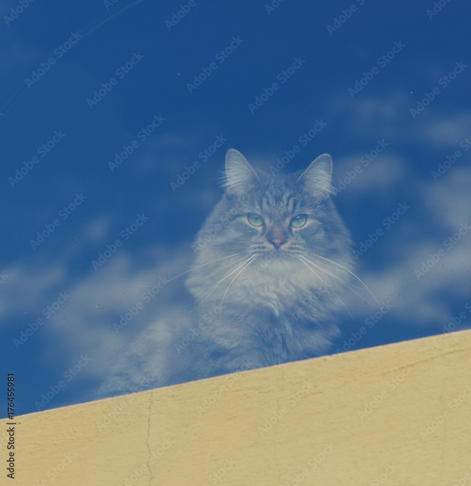 Grey siberian cat looking through the glass of a window,