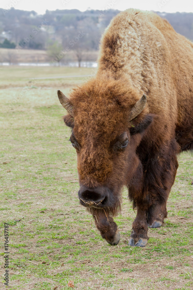 Fototapeta premium Buffalo 1