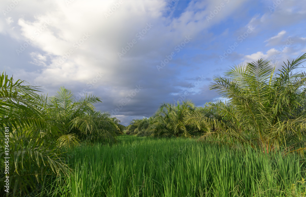 Rice fields and sunset for background. Golden Rice fields. Rice fields Thailand. Rice fields with car on the road. Rice fields and sunset for background. Golden Rice fields. Rice fields Thailand. Rice fields with car on the road.