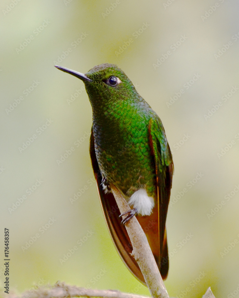 Fototapeta premium Emerald-Bellied Puffleg
