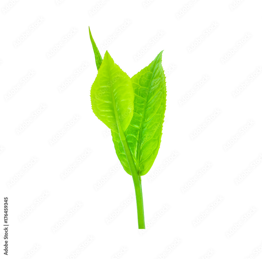 Obraz premium tea leaf isolated on white background