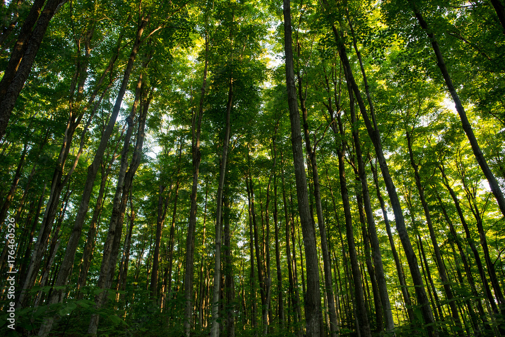 Stand Among the Trees Stand Among the Trees