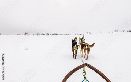 Dog Sled photo