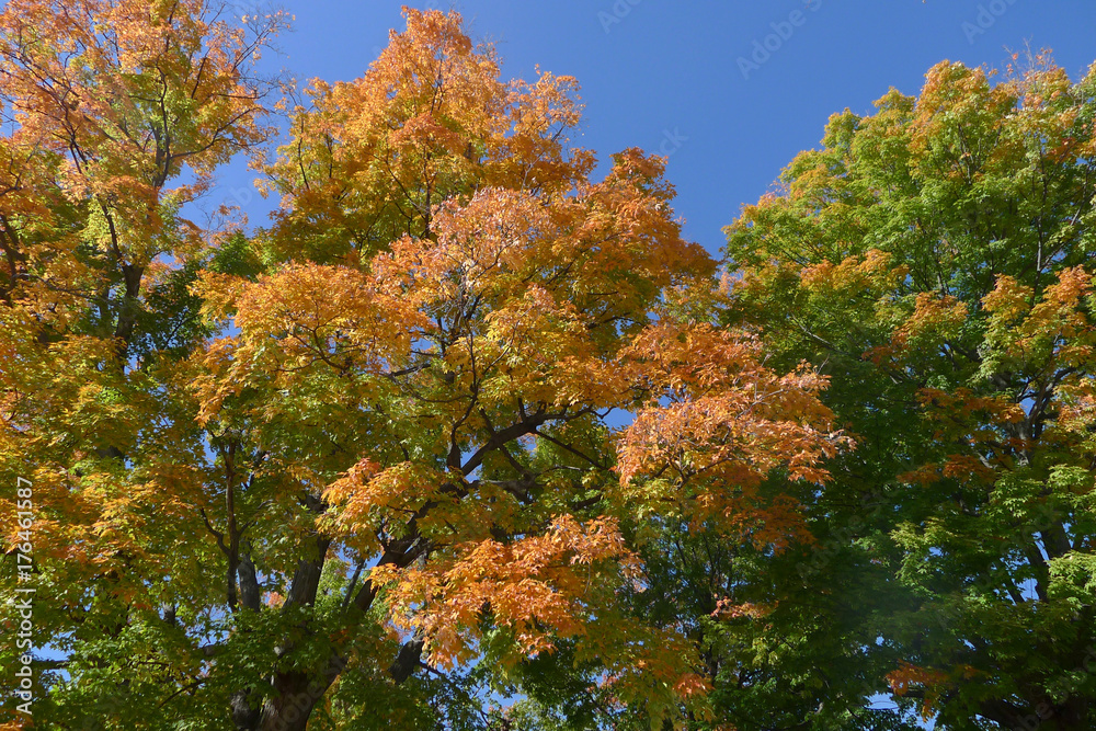Fall leaves Fall leaves