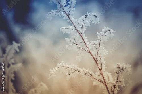 Branches in frost, winter background, selective focus