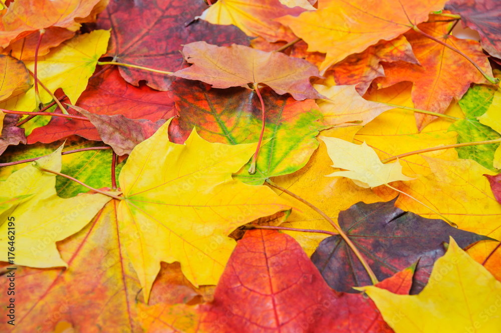 A pile of colorful autumn maple leaves A pile of colorful autumn maple leaves