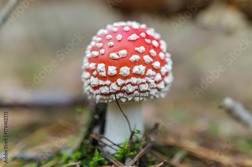 Toadstool mushroom detail in forest
