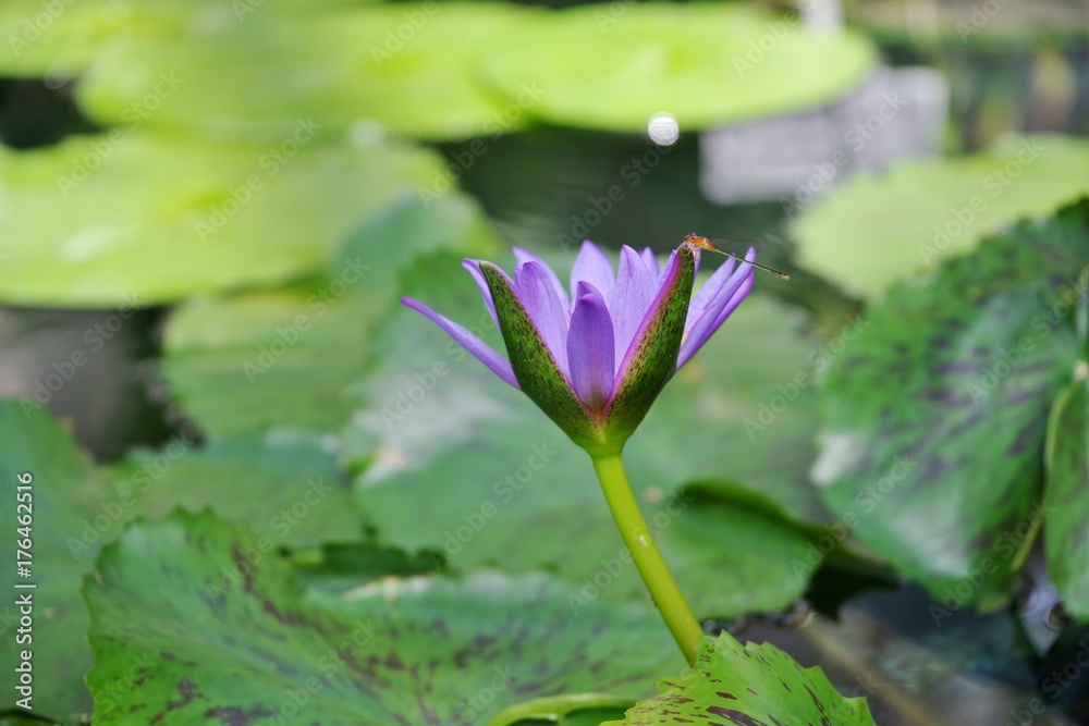 睡蓮の花 睡蓮の花