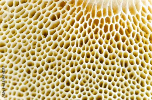 Mushroom macro spawn detail