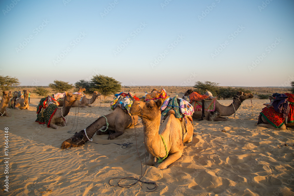 Fototapeta premium Sunset Camels