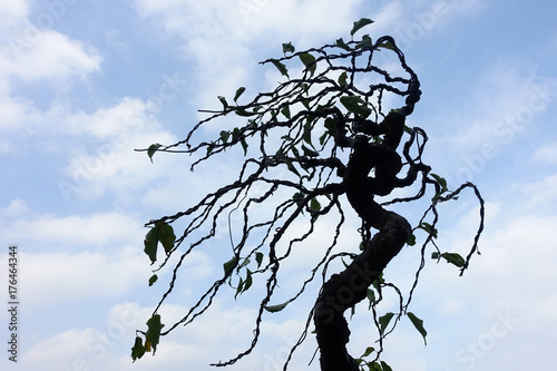 Silhouette of tree with dry branches seems like a totem.