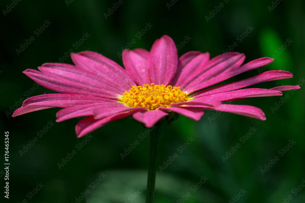 Pink Daisy Macro Pink Daisy Macro