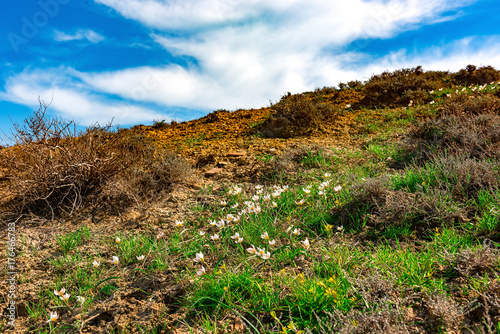 Fototapeta Naklejka Na Ścianę i Meble -  First spring flowers in the mountains