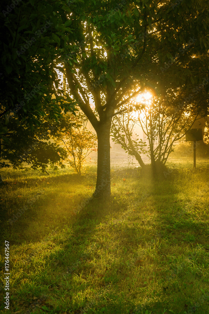Fototapeta premium trees with mist on an autumn morning
