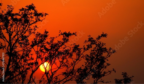 Sunset behind trees orange sky