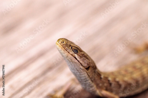 Southern Alligator lizard Elgaria multicarinata photo