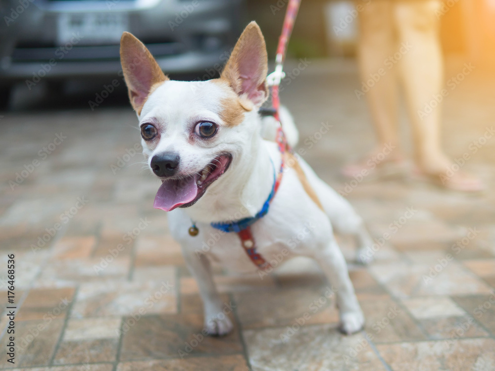 Close up chihuahua holding a leash walking happy smile smiling in morning