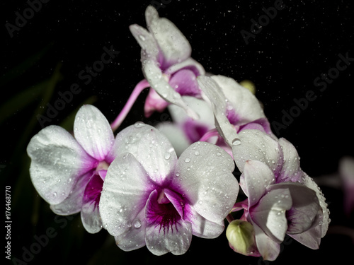 Flower, Orchid Flower Blooming closeup