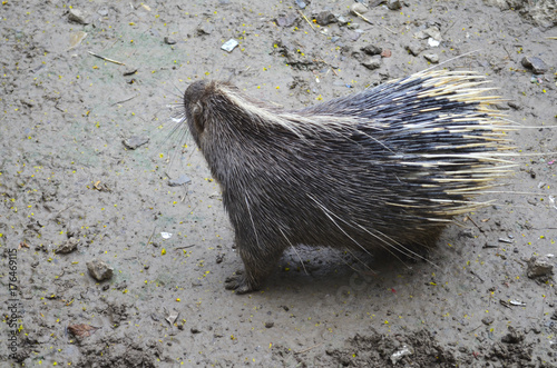 Canvas Print Porcupine, Shanghai zoo