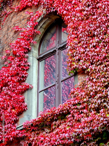 Pięknie obrośnięte latoroślą okno na ścianie gmachu muzeum Narodowym we Wrocławiu - jesienne liście w miejskim pejzażu