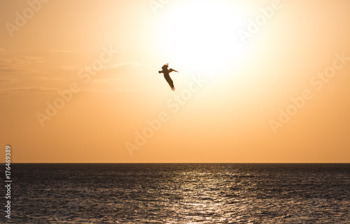 Pelican at Sunset