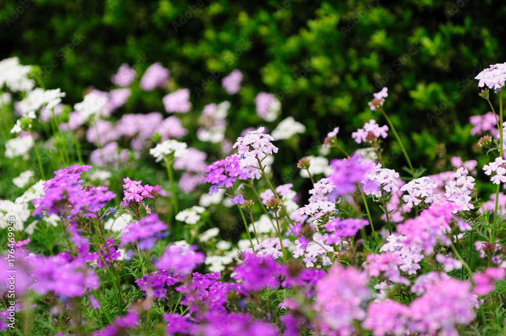 春の色とりどりの花