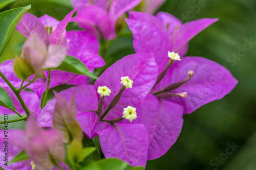 Purple Leaves