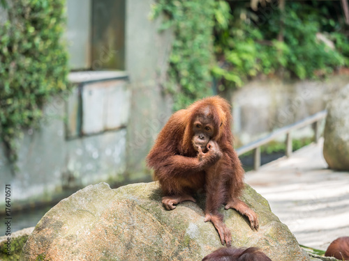 Orangutan Portrait. Portrait of the adult male of the adult orangutan