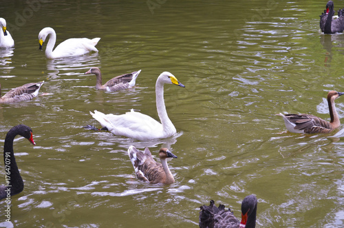 Photography Swan, Shanghai zoo