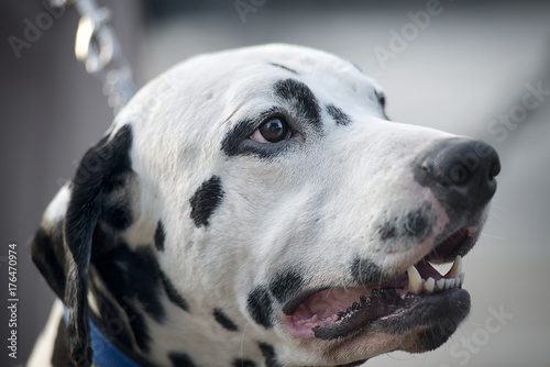 Close-up portrait of dog breed Dalmatian