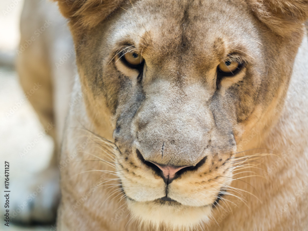 Fototapeta premium Close-up of wild lioness looking straight