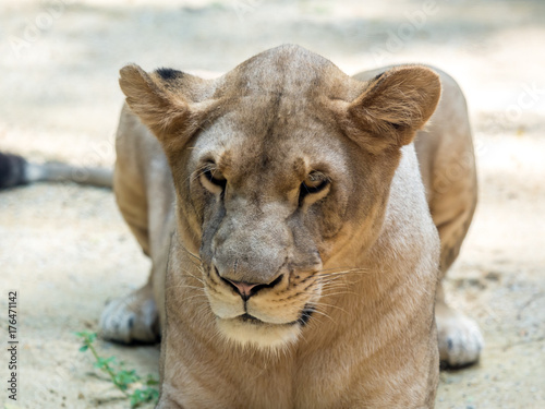 Close-up of wild lioness looking straight